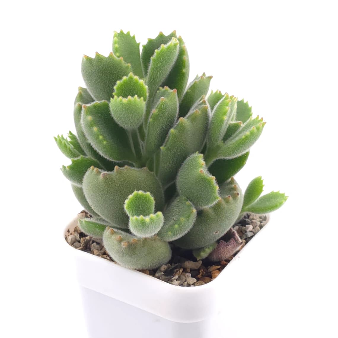Cotyledon tomentosa ‘Bear’s Paw’ | 綠熊 / 熊童子 - View 1