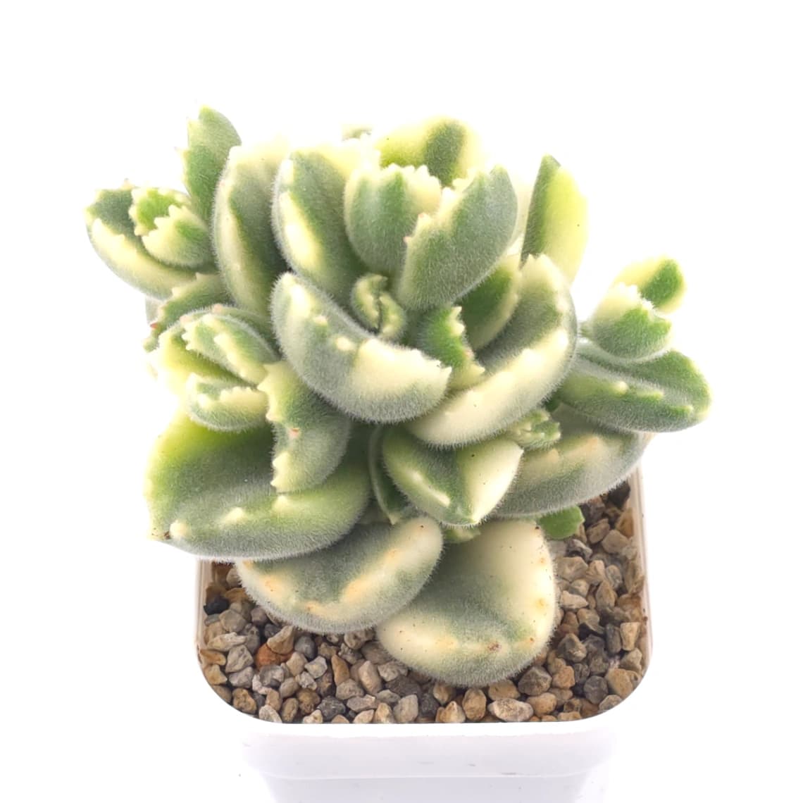 Cotyledon tomentosa ‘Bear’s Paw’ variegated | 白熊