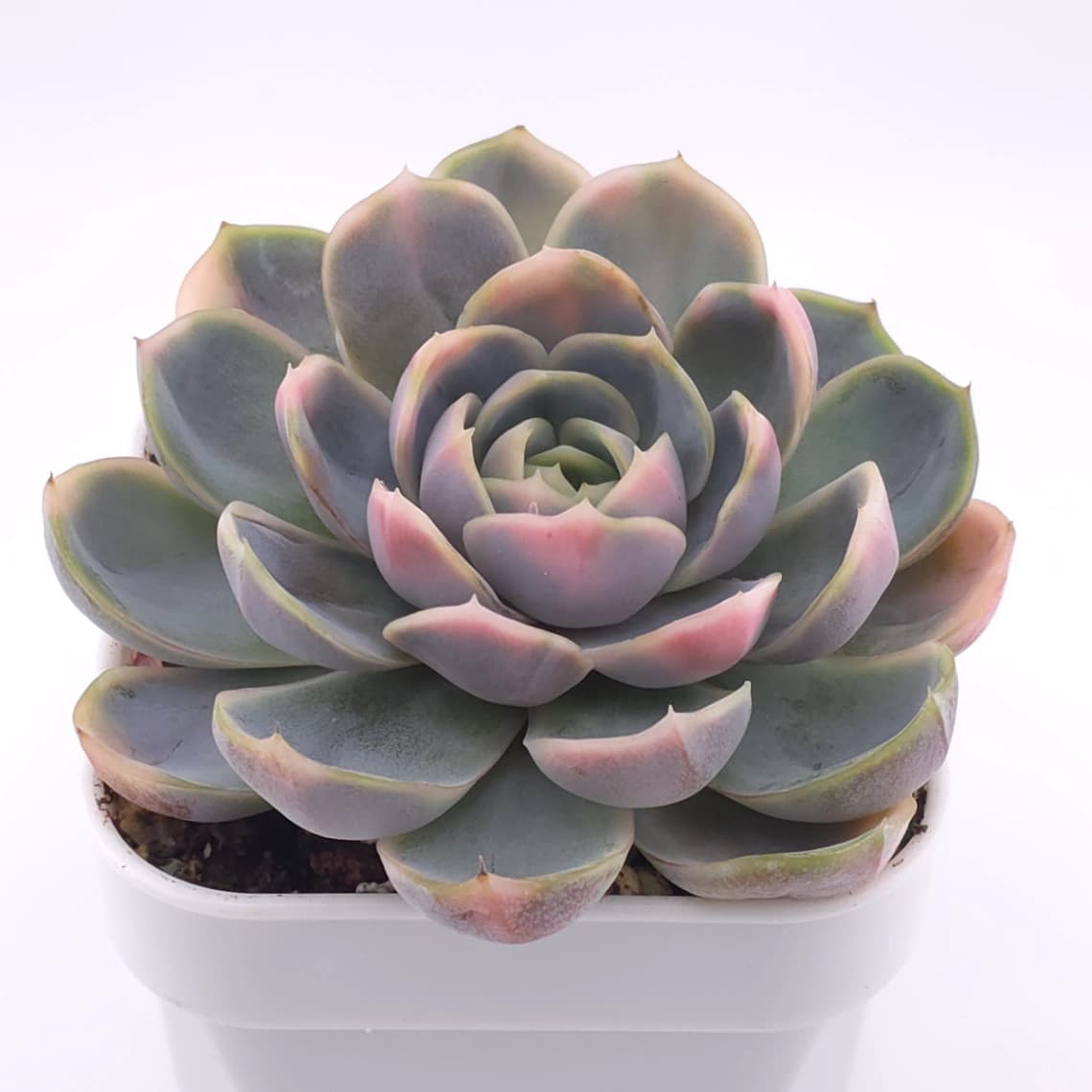 Echeveria ‘Blue Surprise’ variegated | 藍色驚起錦 - View 1
