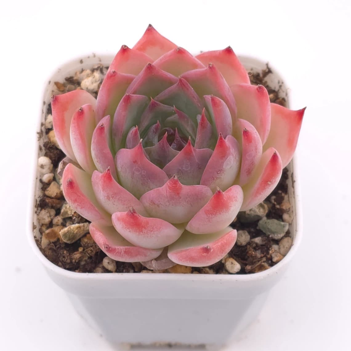 Echeveria chihuahuaensis | 吉娃娃 - View 1
