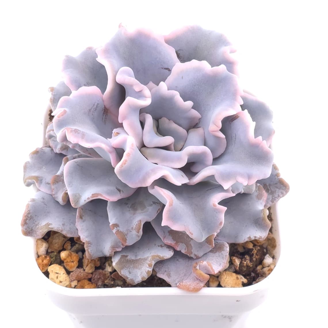 Echeveria ‘Crispate Beauty’ | 芭蕾舞者 - View 1