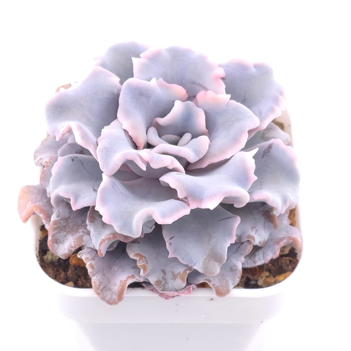Echeveria ‘Crispate Beauty’ | 芭蕾舞者 - View 1