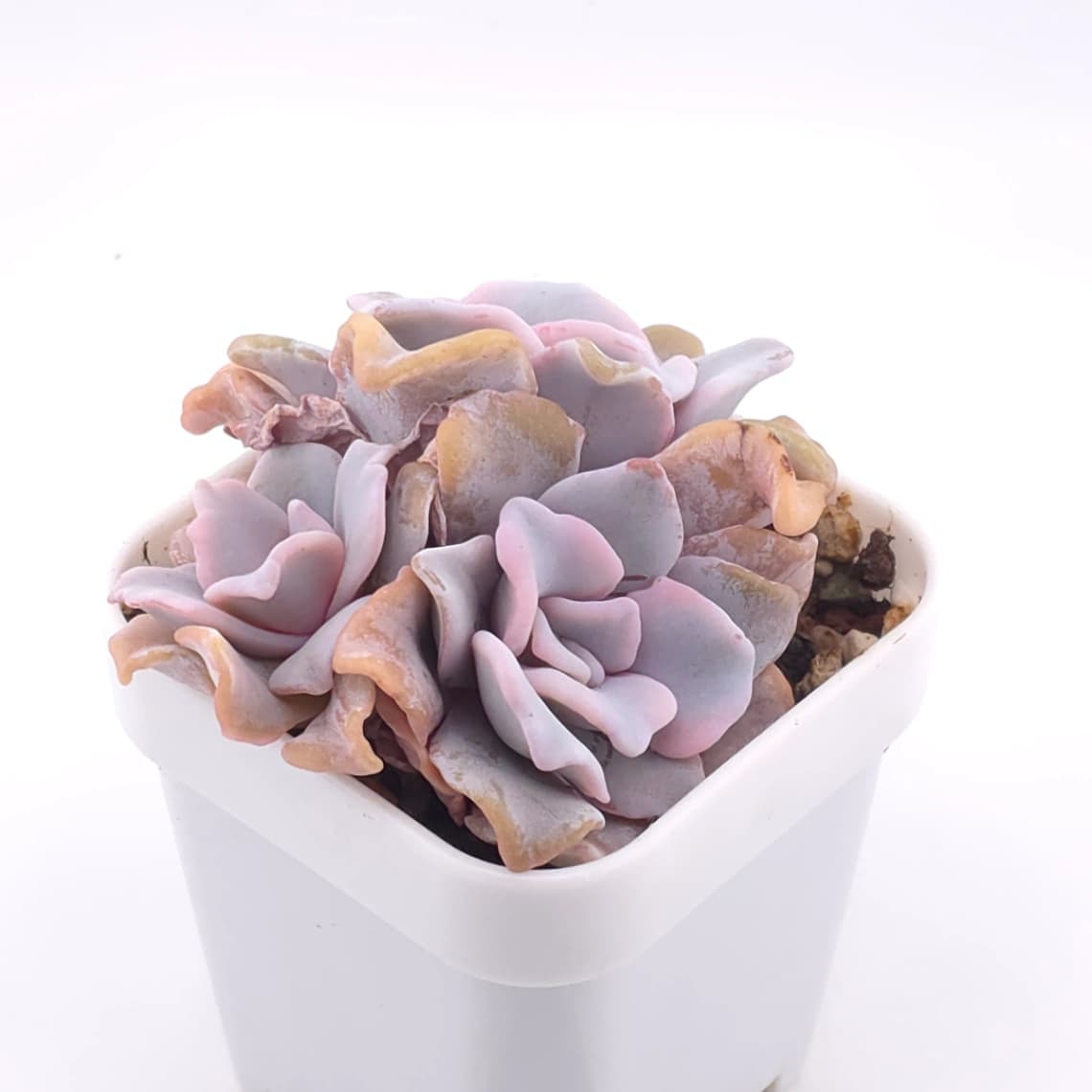 Echeveria ‘Crispate Beauty’ | 芭蕾舞者 - View 1
