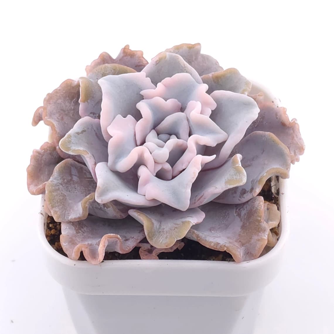 Echeveria ‘Crispate Beauty’ | 芭蕾舞者 - View 1