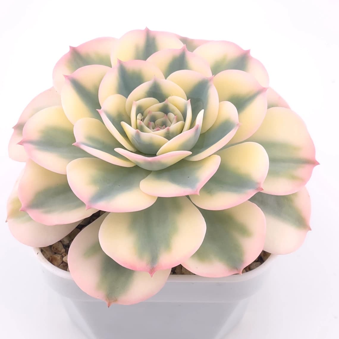 Echeveria ‘Lenore Dean / Compton Carousel’ variegated | 玉蝶錦 - View 1