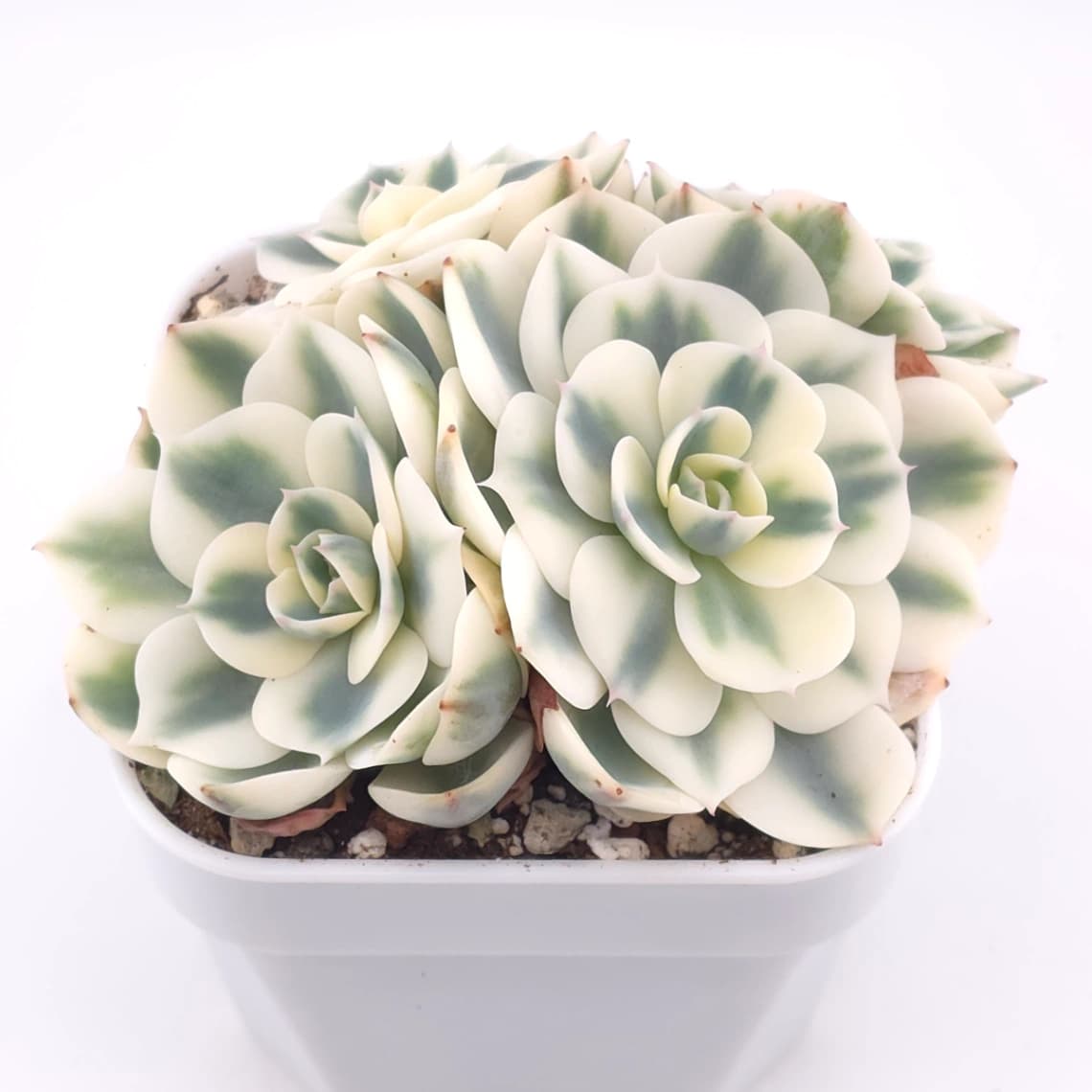 Echeveria ‘Lenore Dean / Compton Carousel’ variegated | 玉蝶錦 - View 1