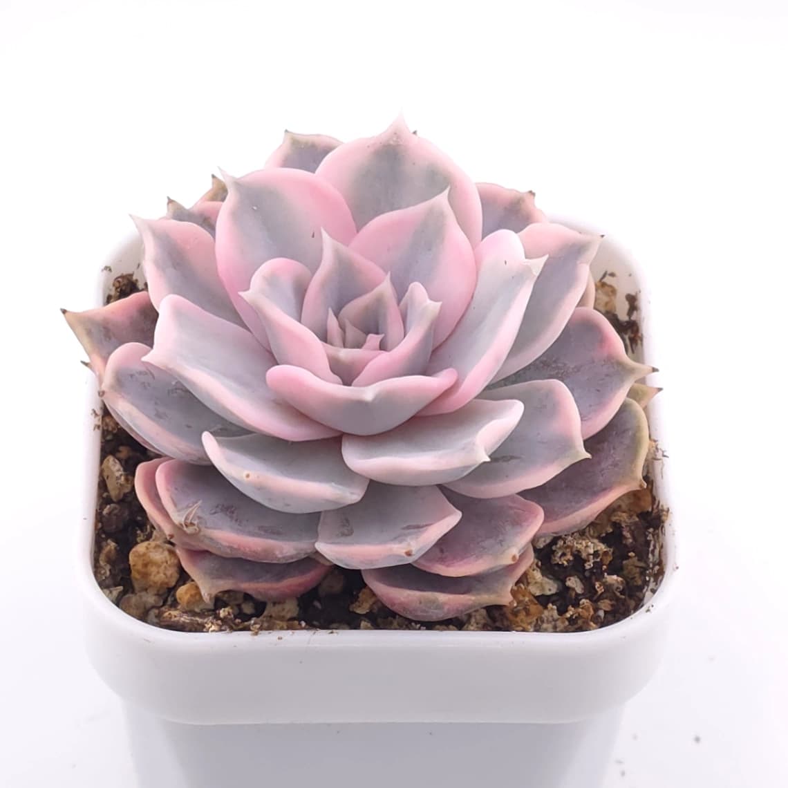 Echeveria lilacina variegated | 麗娜蓮錦 - View 1