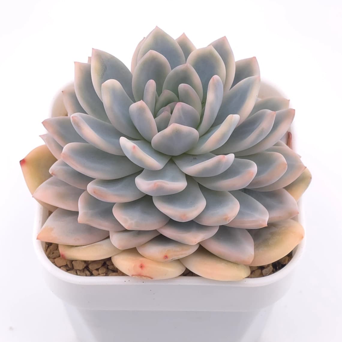 Echeveria ‘Orange Monroe’ variegated | 橙夢露錦 - View 1