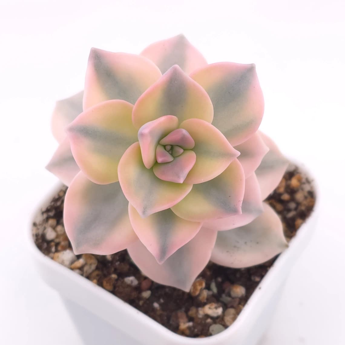 Graptopetalum ‘Purple Delight’ variegated | 紫樂錦 - View 1