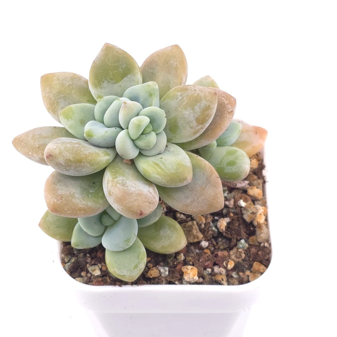 Graptosedum ‘Miul / Luo Goddess’ clustering | 洛神群 - View 1