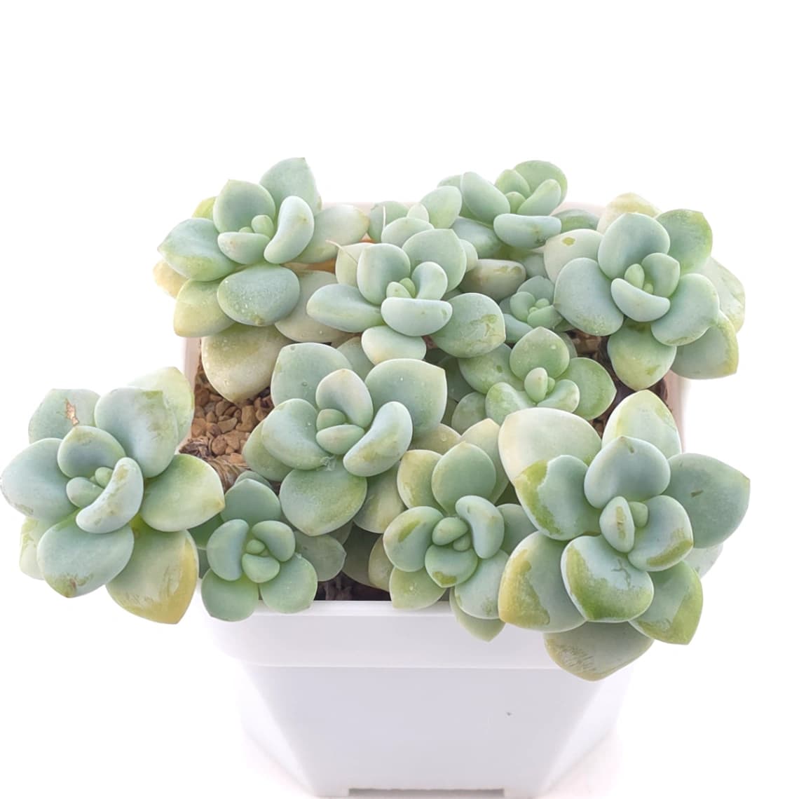 Graptosedum ‘Miul / Luo Goddess’ clustering | 洛神群