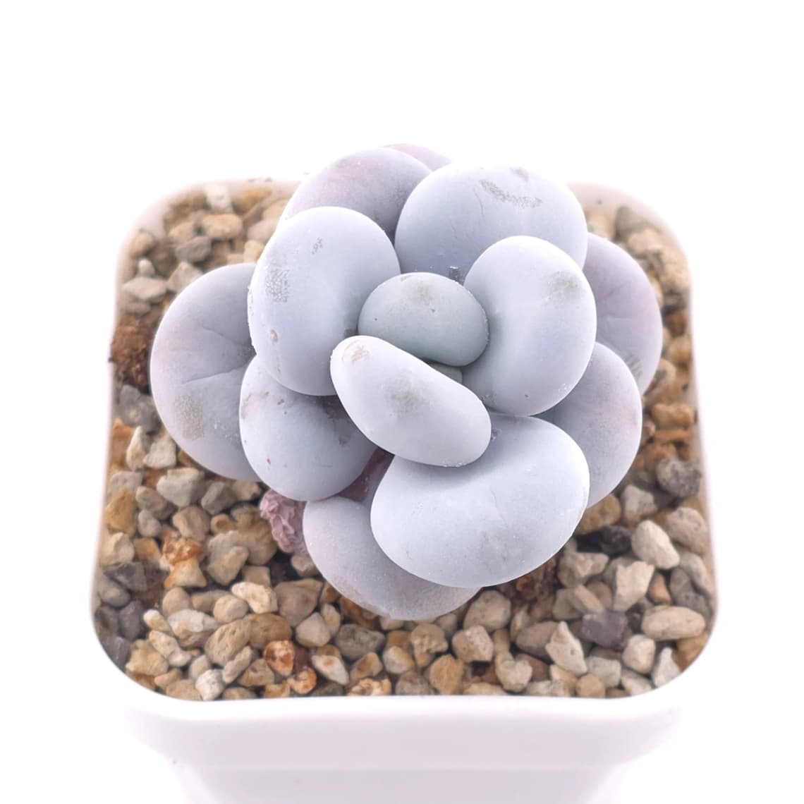 Pachyphytum ‘Cheese’ | 奶酪 - View 1