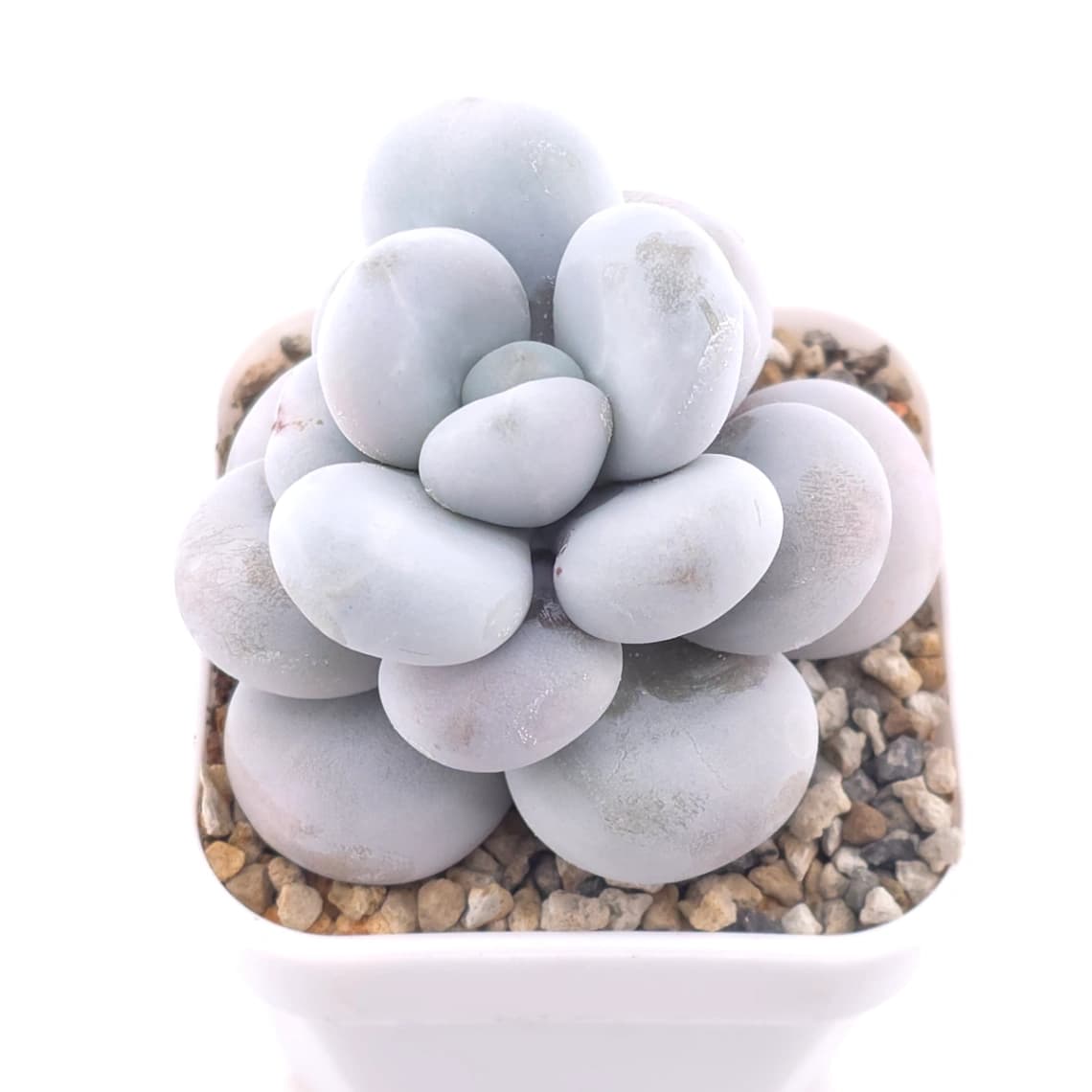 Pachyphytum ‘Cheese’ | 奶酪 - View 1