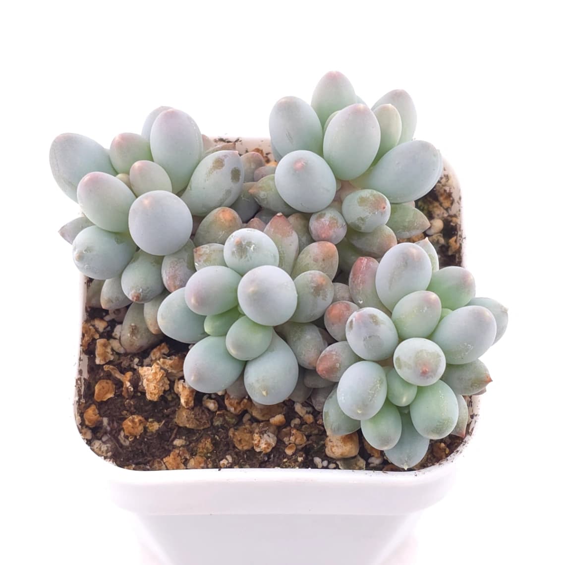 Pachyphytum ‘Machucae’ (Baby Finger) | 嬰兒手指 - View 1