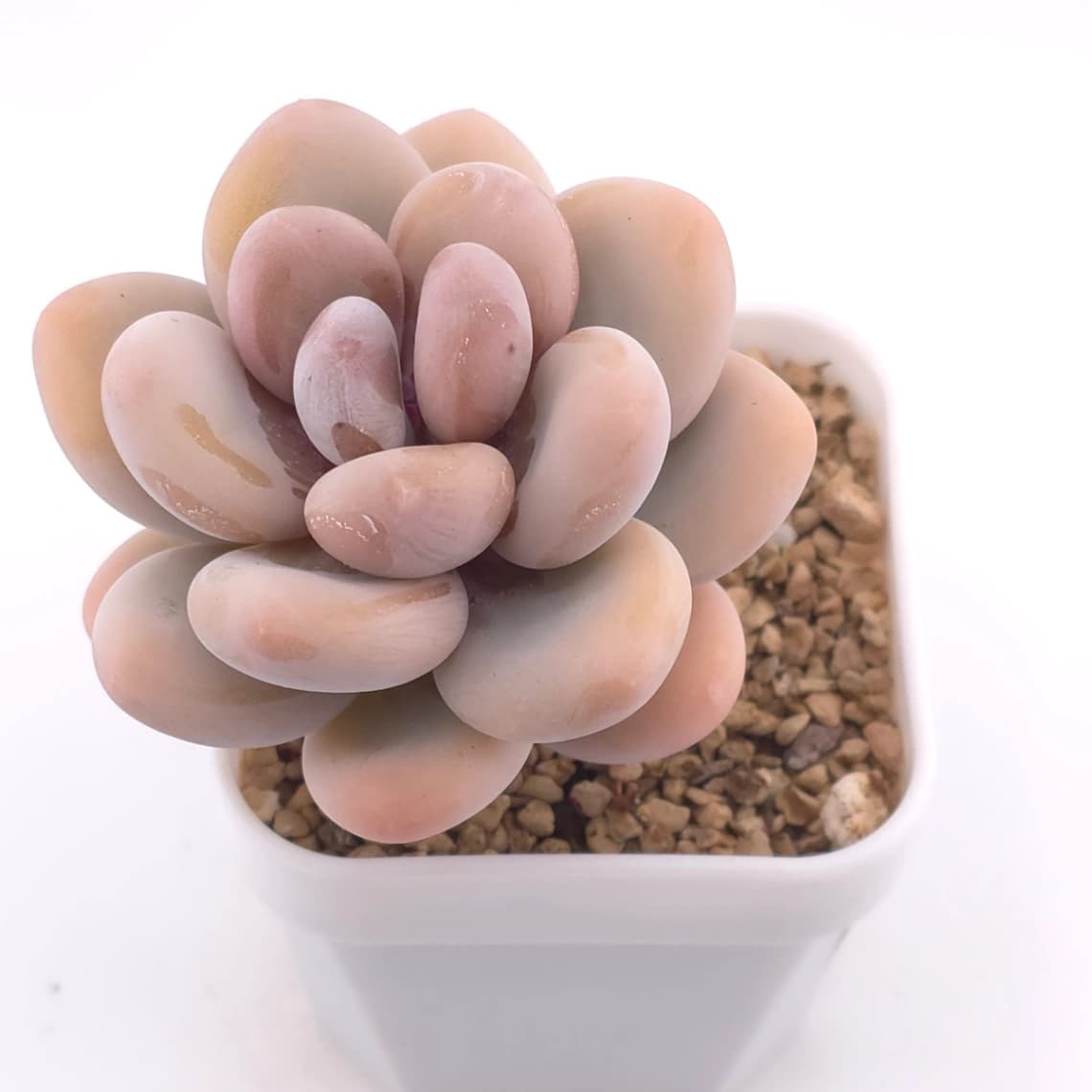 Pachyphytum oviferum ‘Moonstone’ | 桃美人 - View 1