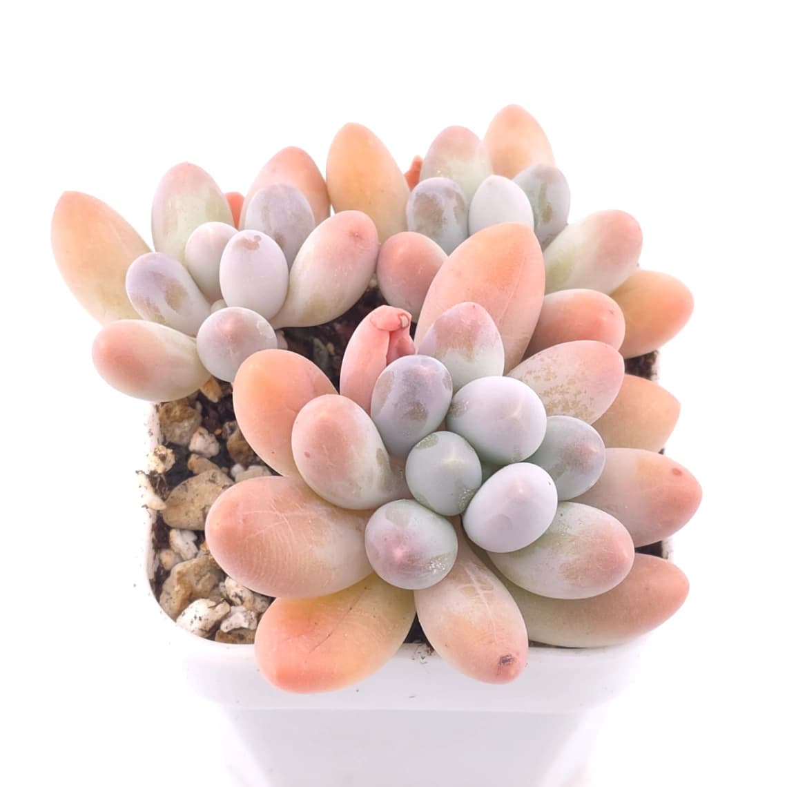 Pachyphytum ‘Sweet Dumpling’ | 湯圓 - View 1