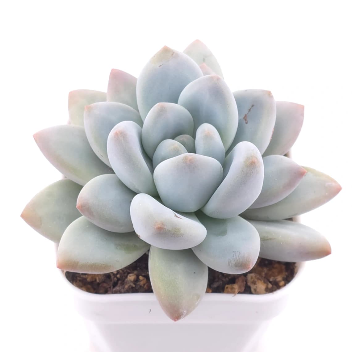 Pachyveria ‘Perfume’ | 香水