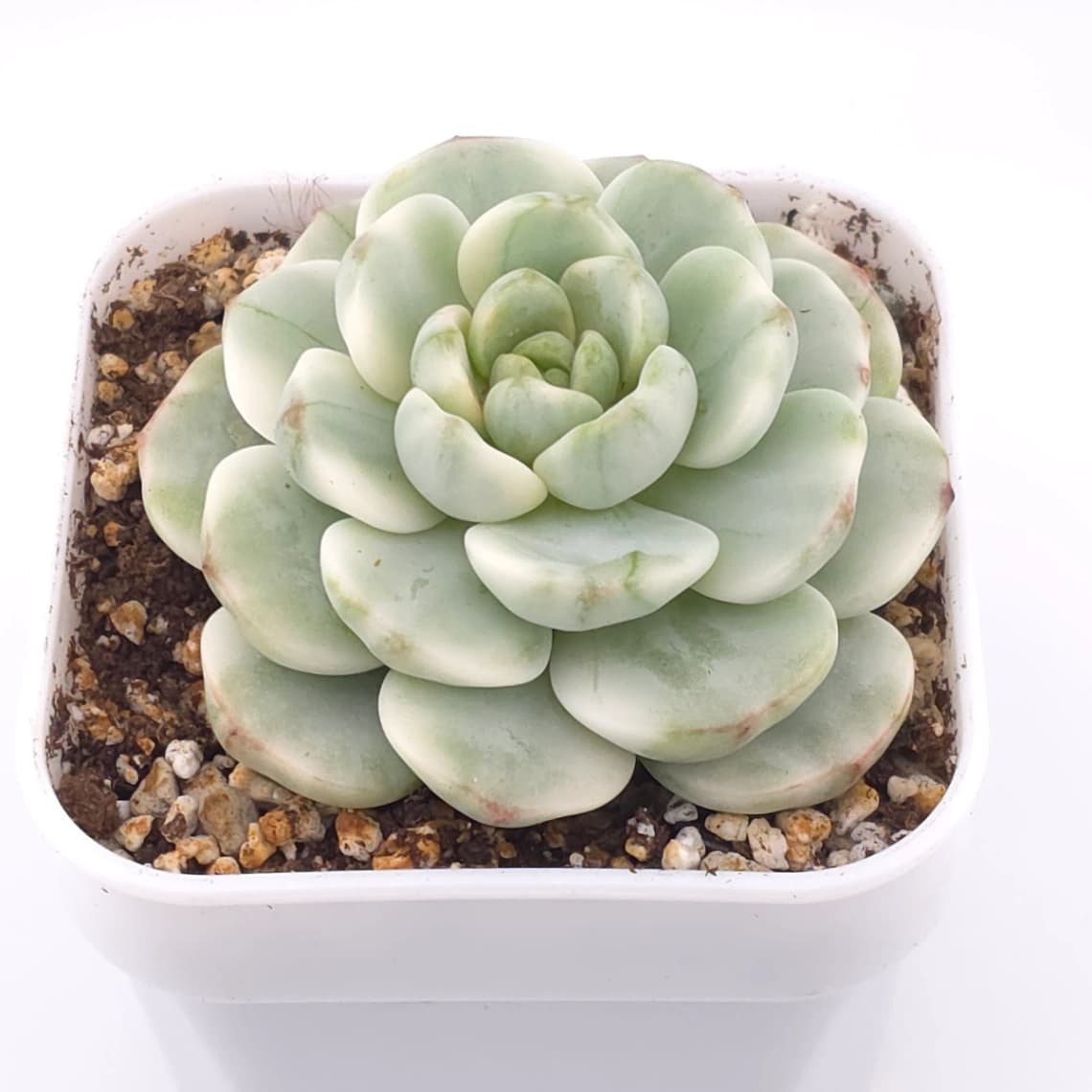 Sedeveria ‘Pudgy’ variegated | 香草比斯錦 - View 1