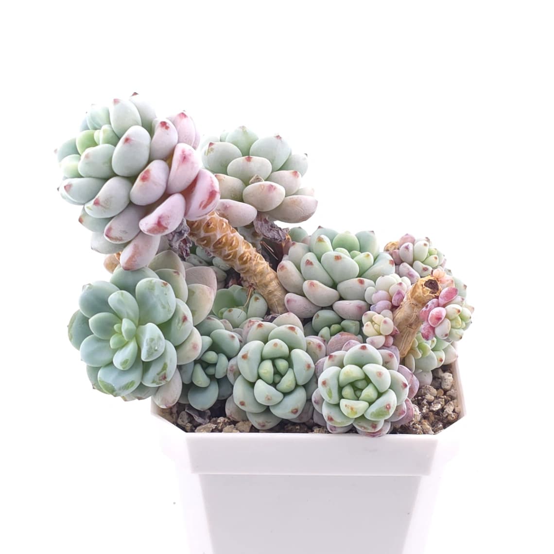 Sedum clavatum clsutering | 勞爾群