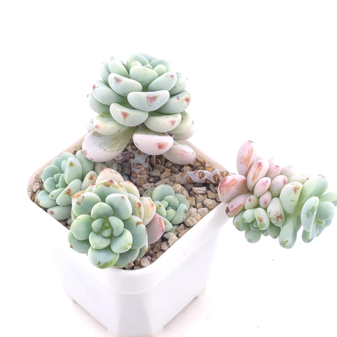 Sedum clavatum clsutering | 勞爾群 - View 1