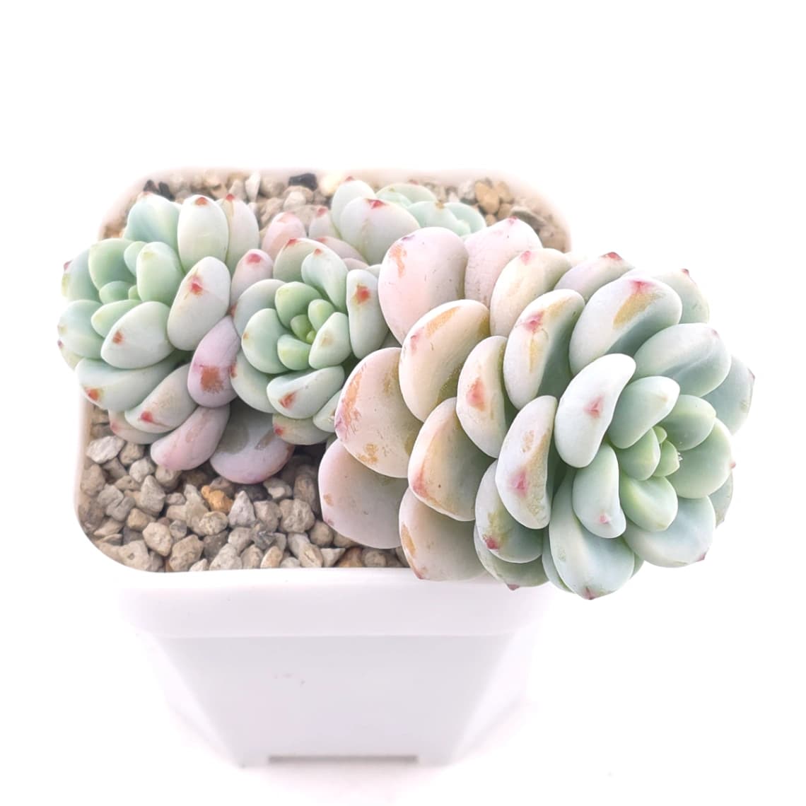 Sedum clavatum clsutering | 勞爾群