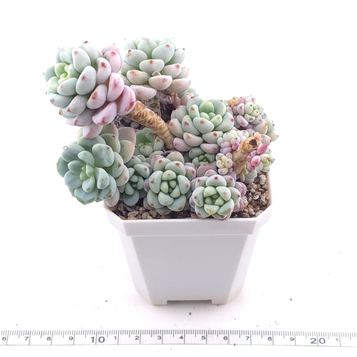 Sedum clavatum clsutering | 勞爾群