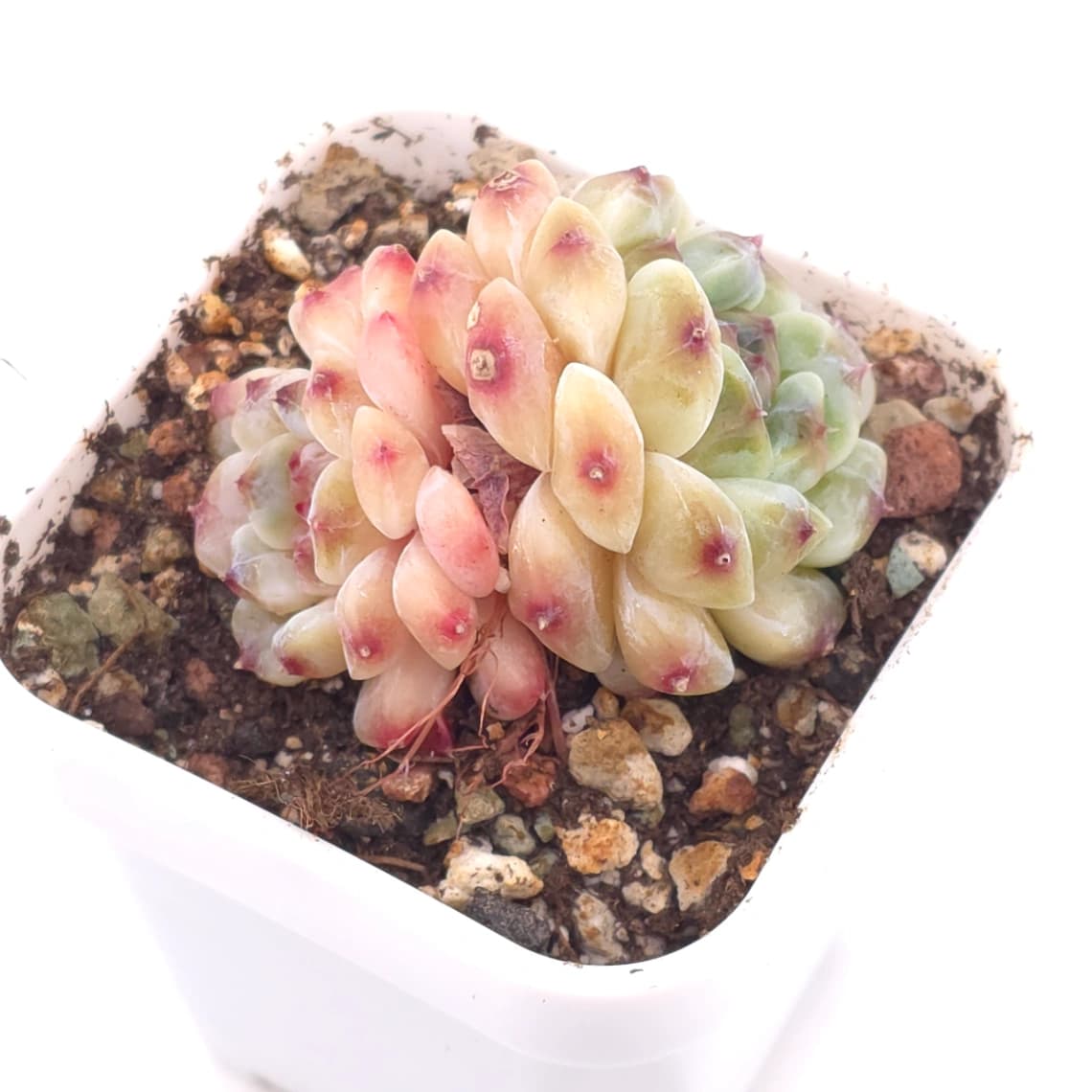 Echeveria 'Apis' | 蜜蜂 - View 1
