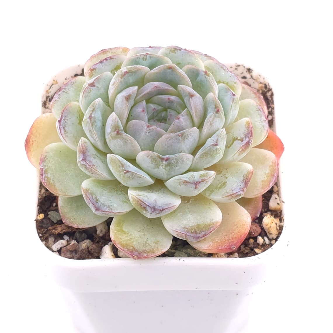 Echeveria 'Ametrine' | 紫黃晶 - View 1