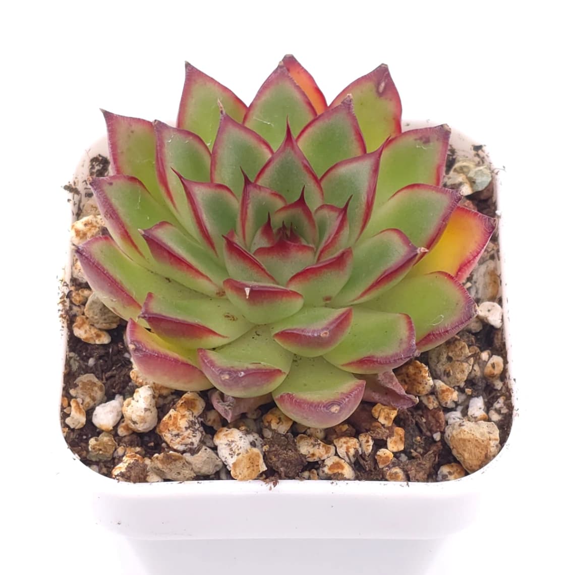 Echeveria pulidonis | 花月夜 - View 1