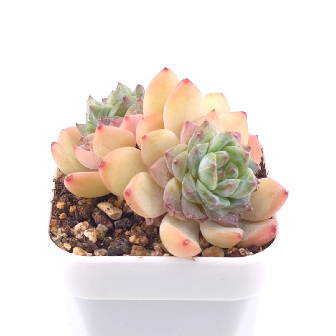 Echeveria ‘Ice Mountain’ | 冰山美人 - View 1