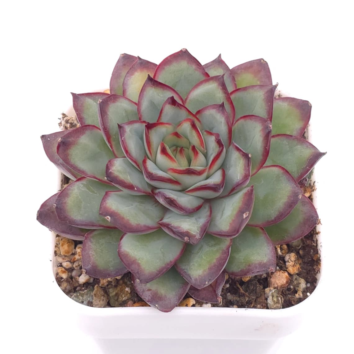 Echeveria pulidonis | 花月夜 - View 1