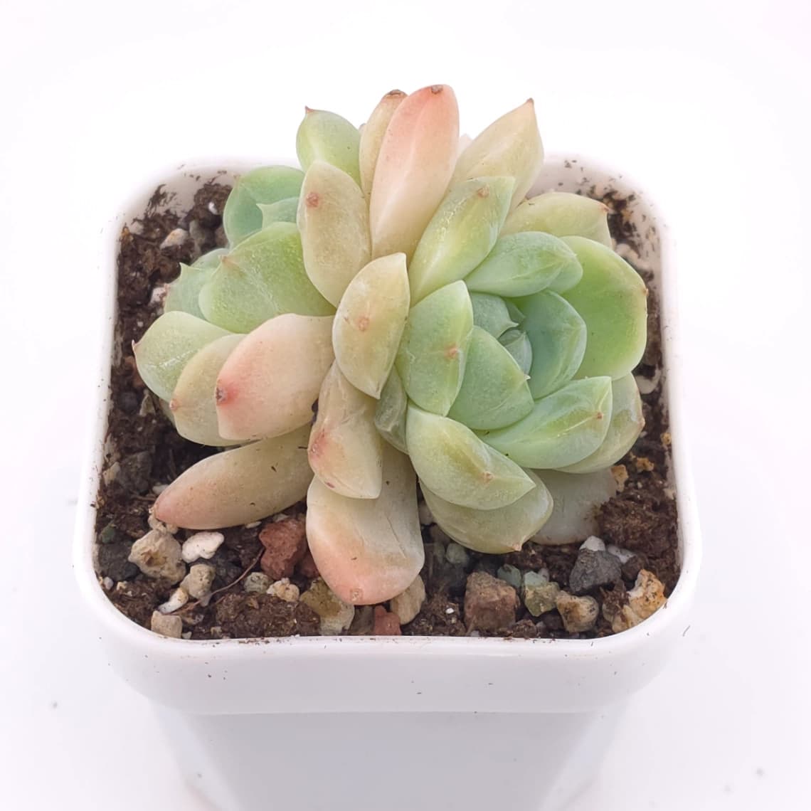 Echeveria ‘Ice Soul’ | 冰魄 - View 1