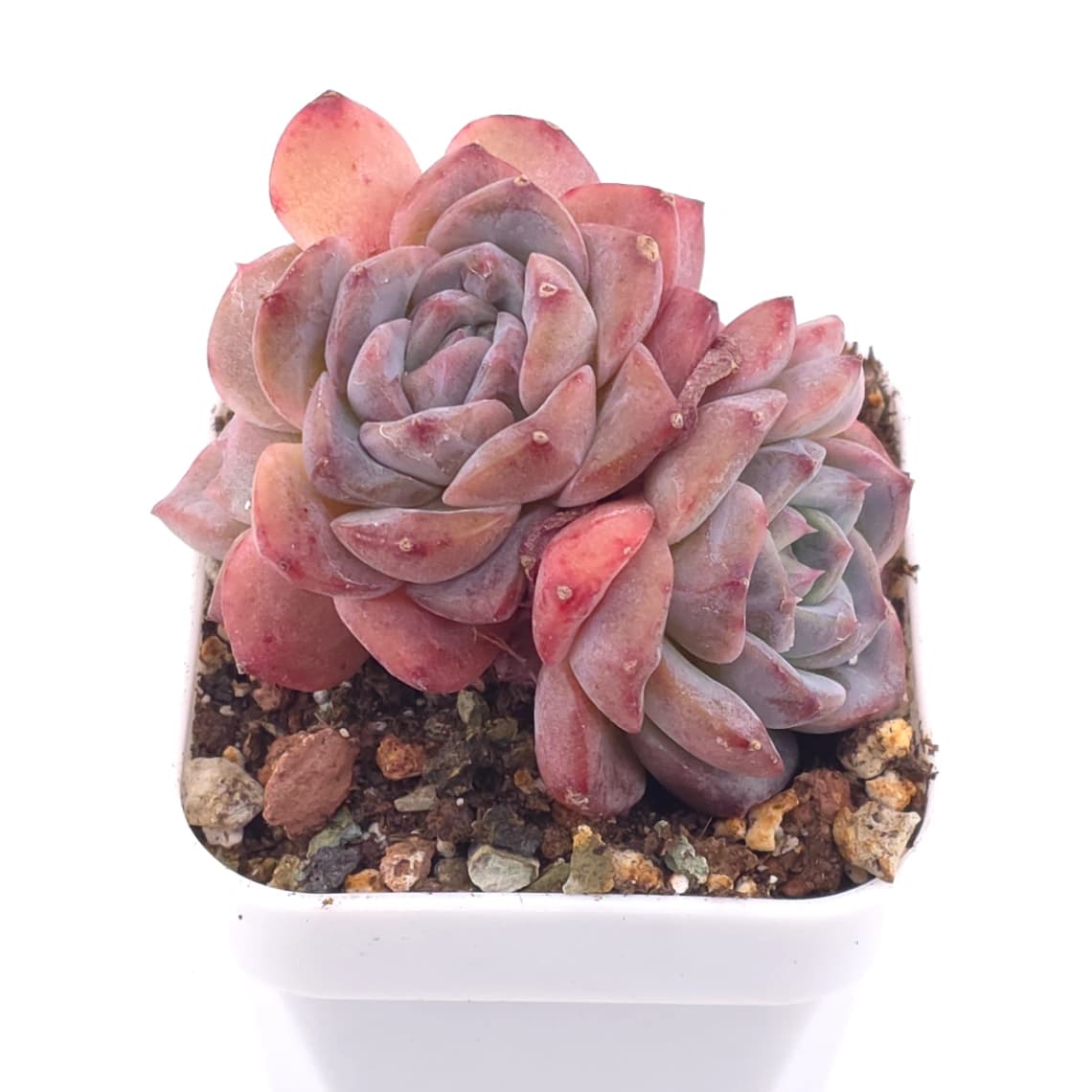 Echeveria 'Ariel' | 愛麗兒 - View 1