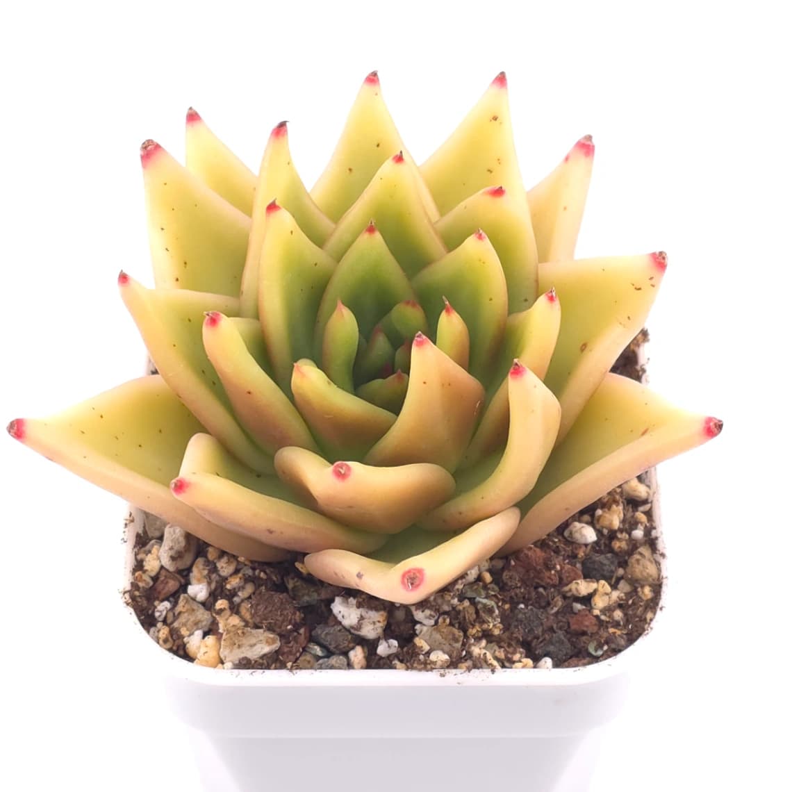 Echeveria agavoides 'Golden Glow' | 黃金瑪利亞 - View 1