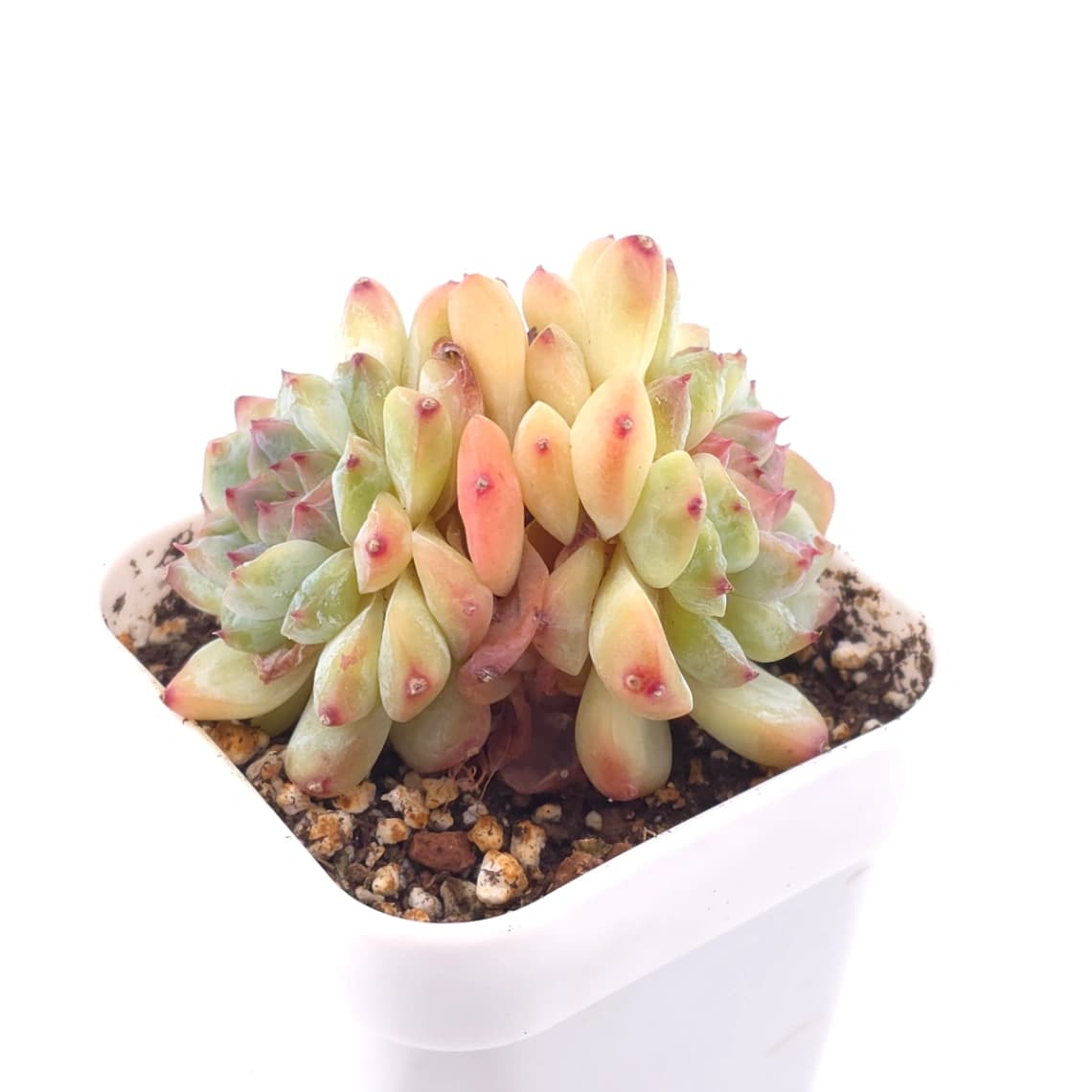Echeveria ‘Ice Mountain’ | 冰山美人 - View 1