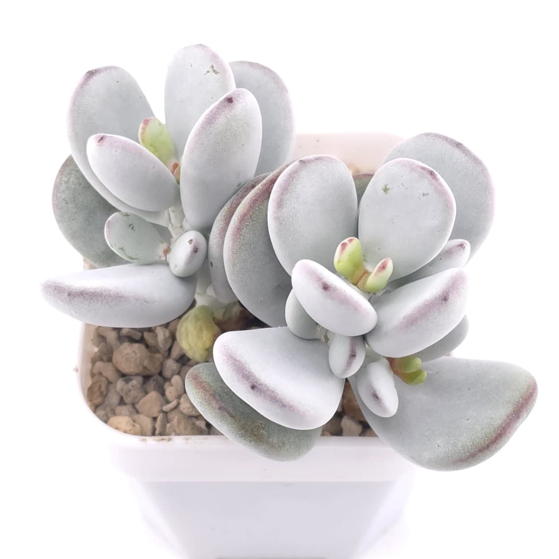 Cotyledon orbiculata | 乒乓福娘 - View 1