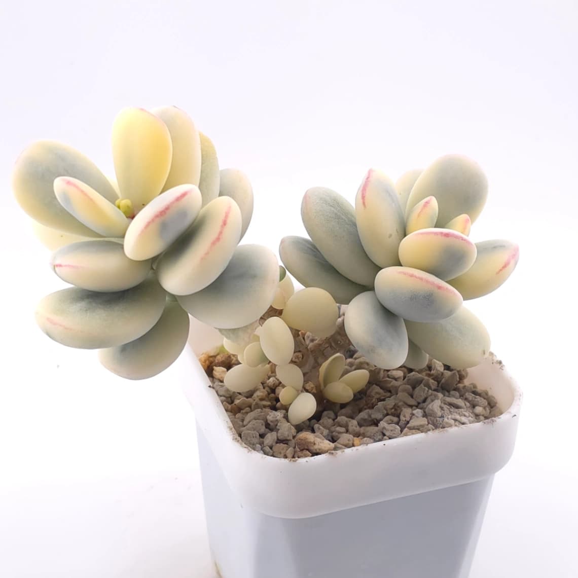 Cotyledon orbiculata cv. variegated (rounded leaf ver.) | 乒乓福娘錦 - View 1