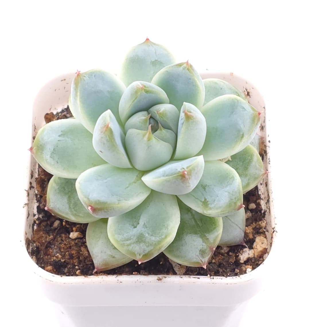 Echeveria ‘Alba Beauty’ | 阿尔巴佳人 - View 1