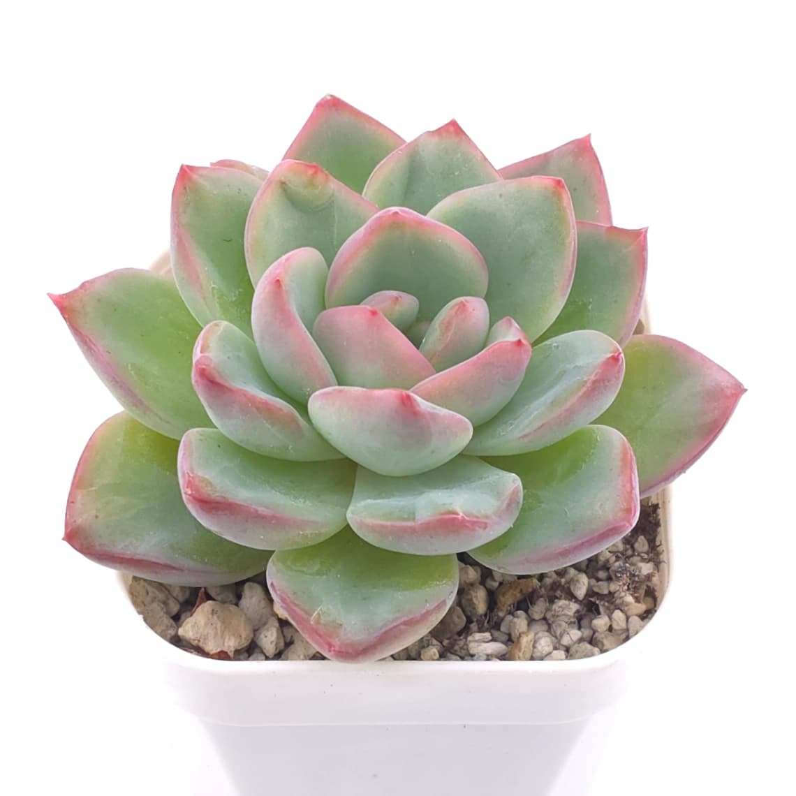 Echeveria ‘Amabeier’ / ‘Amabile’ | 油泡芙 - View 1