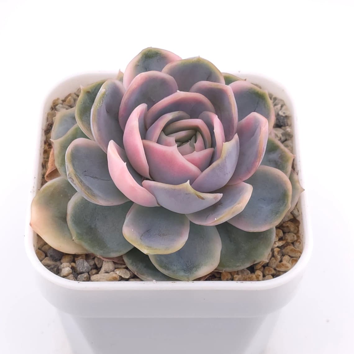 Echeveria ‘Blue Surprise’ variegated | 藍色驚起錦 - View 1