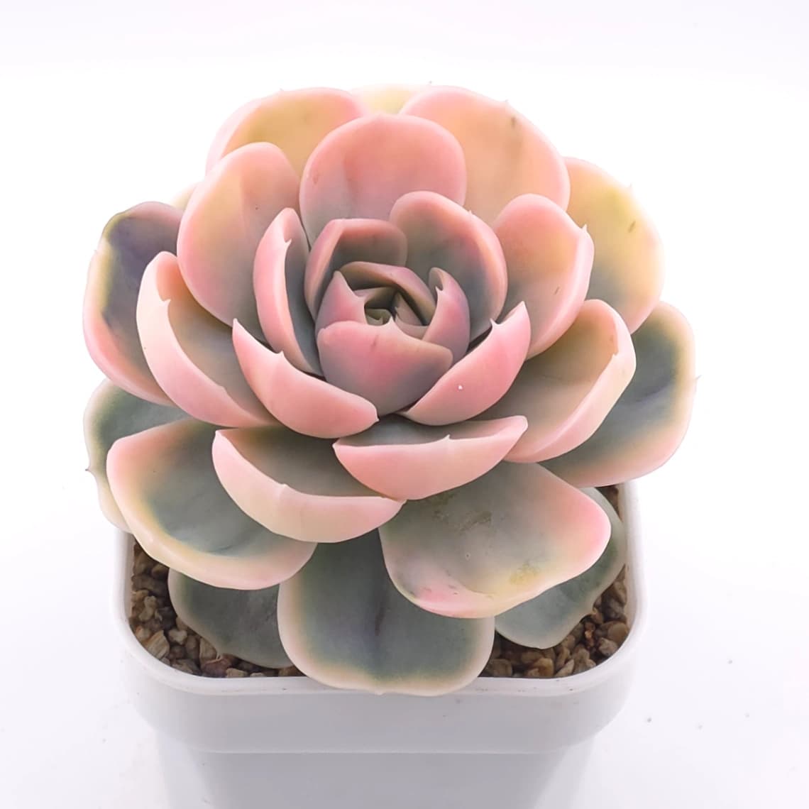 Echeveria ‘Blue Surprise’ variegated | 藍色驚起錦 - View 1