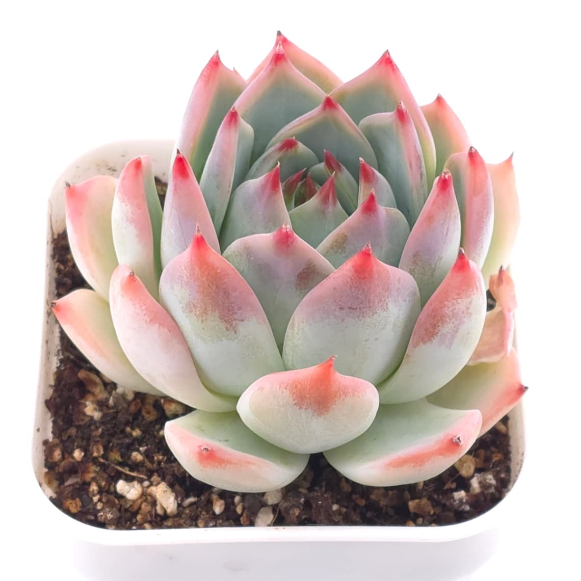 Echeveria chihuahuaensis | 吉娃娃 - View 1
