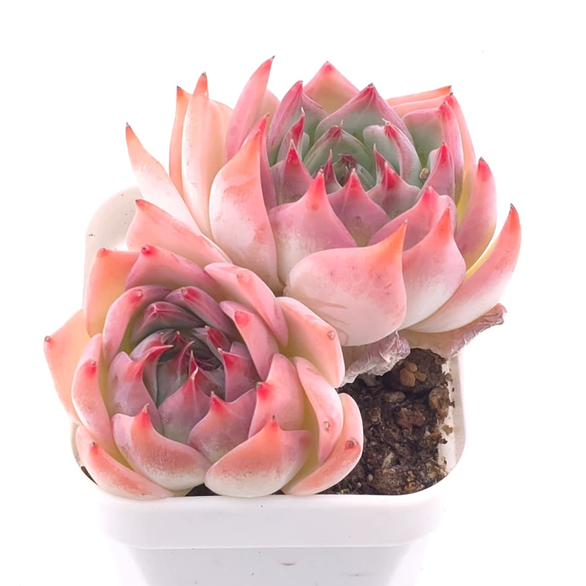 Echeveria chihuahuaensis | 吉娃娃 - View 1