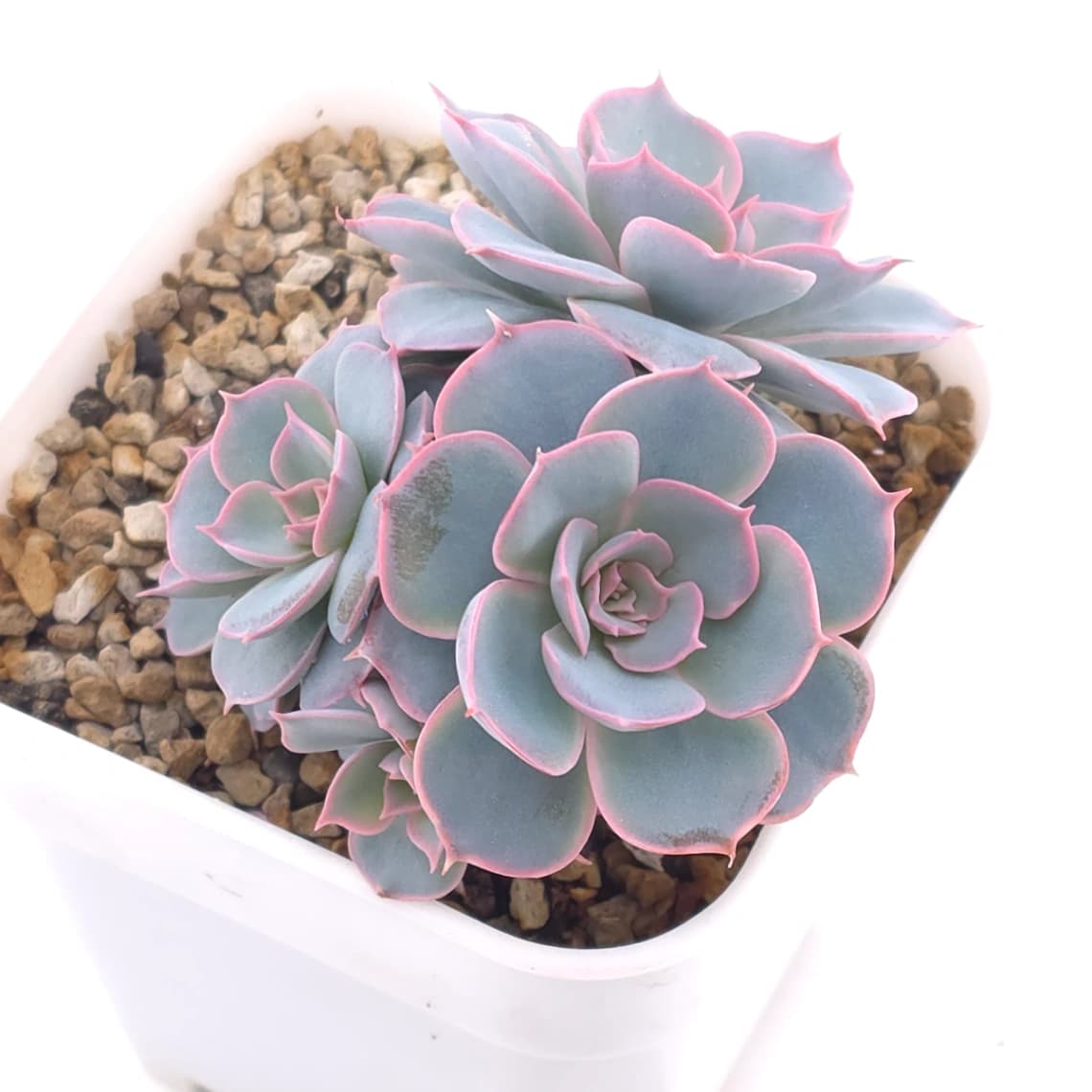Echeveria desmetiana ‘Peacockii’ | 皮氏藍石蓮 - View 1