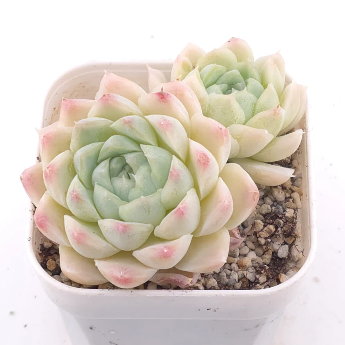Echeveria elegans ‘Alba’ | 白月影 - View 1