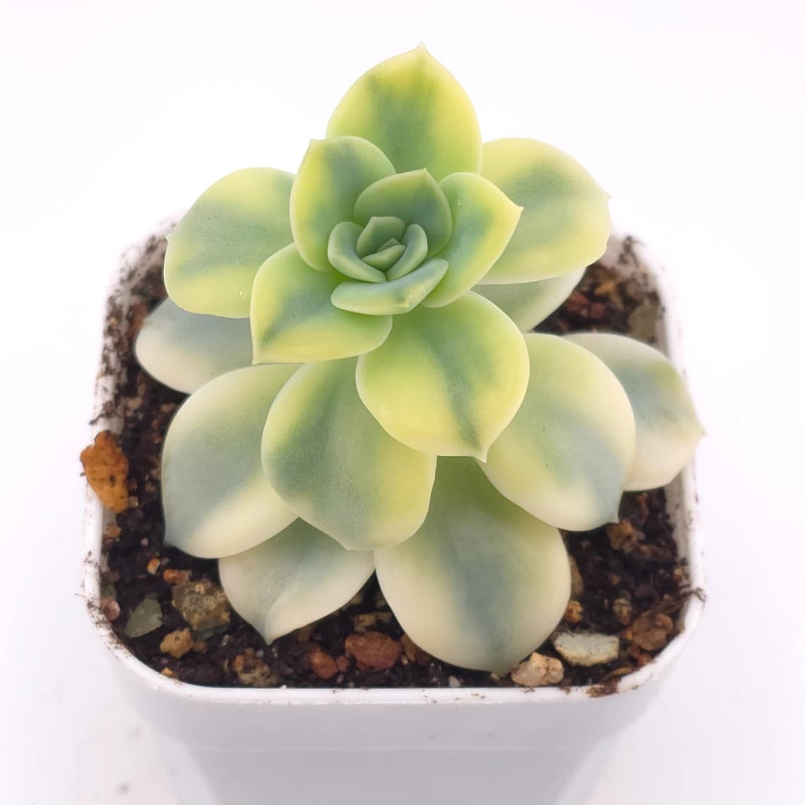Echeveria ‘Harry Watson’ variegated | 哈利沃森錦 - View 1