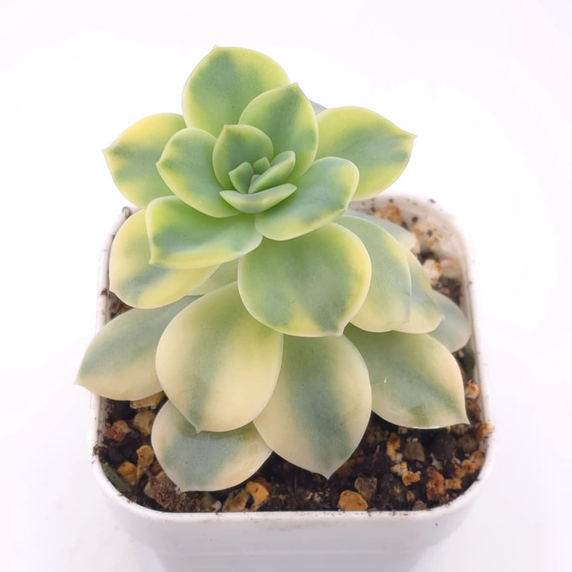 Echeveria ‘Harry Watson’ variegated | 哈利沃森錦 - View 1