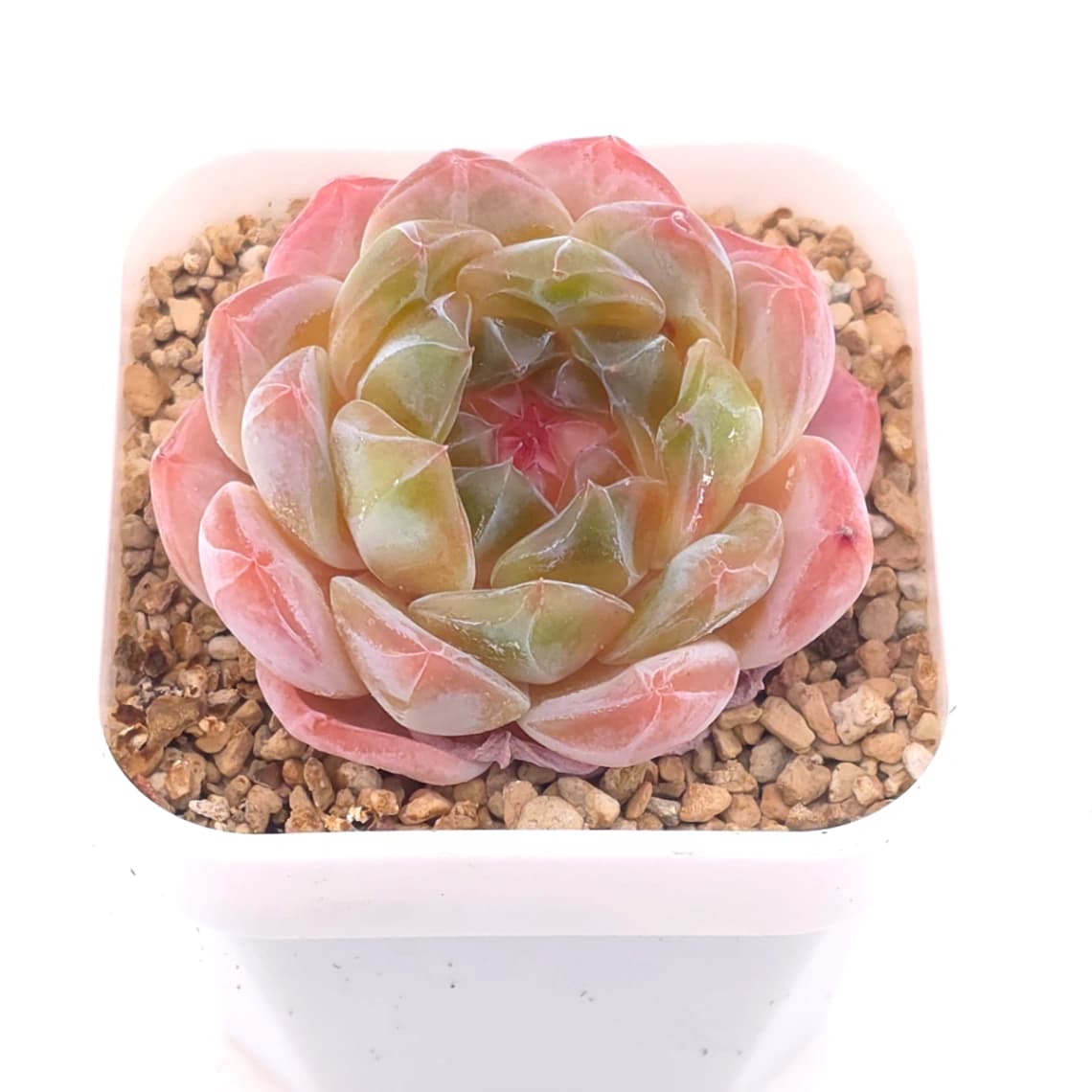 Echeveria ‘Jenny’ | 珍妮 - View 1