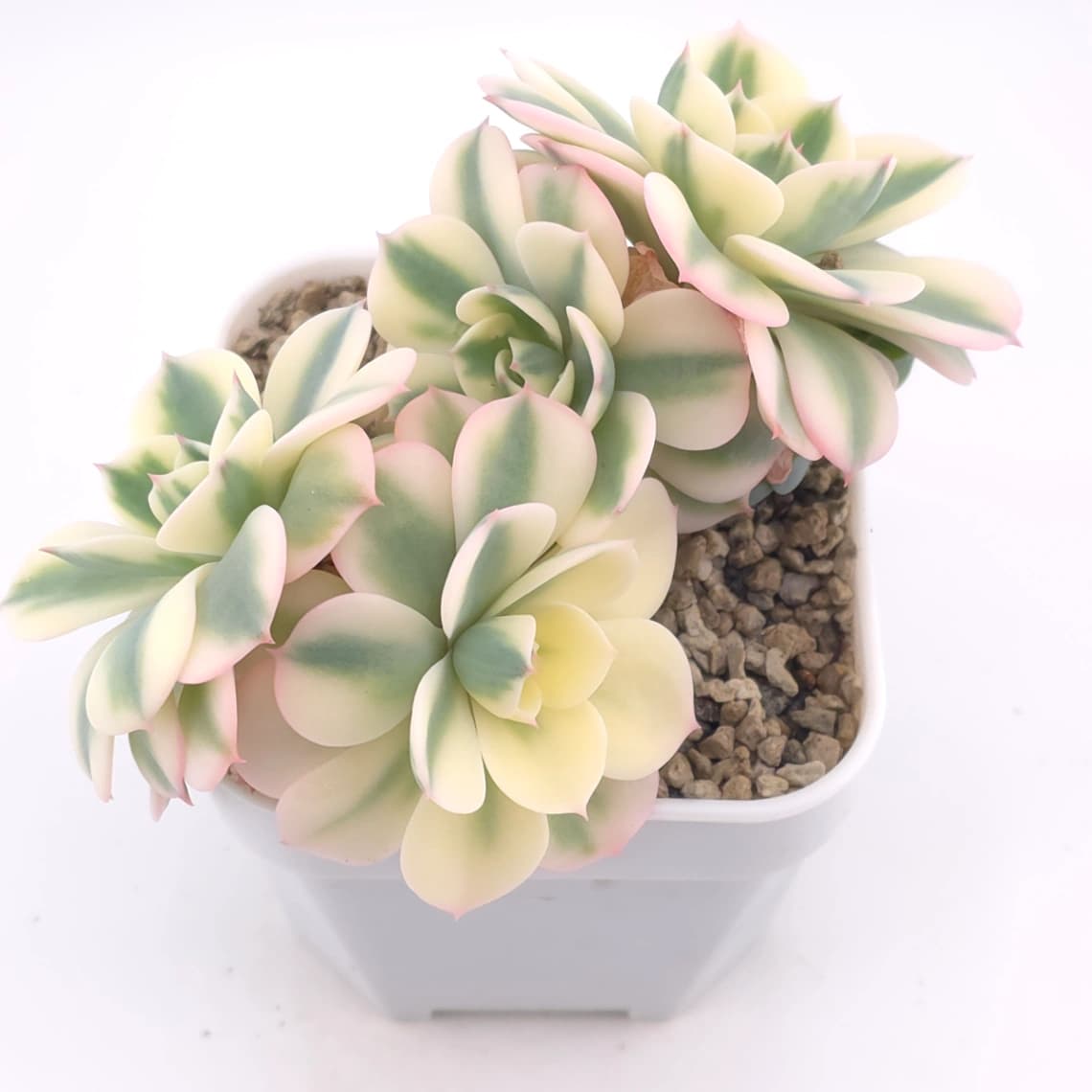 Echeveria ‘Lenore Dean / Compton Carousel’ variegated | 玉蝶錦 - View 1