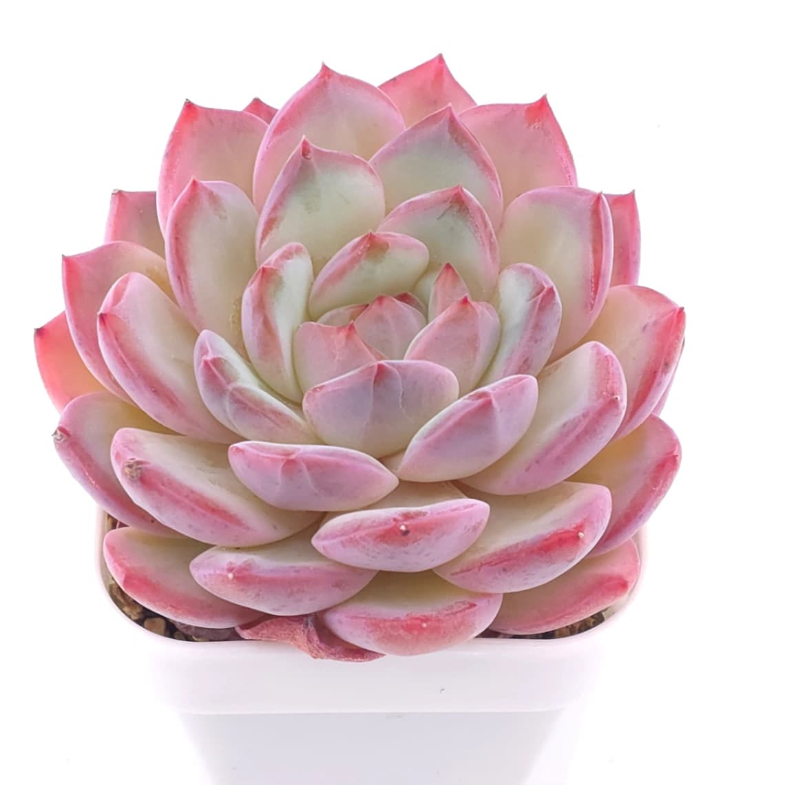 Echeveria ‘Lip Gloss | 唇彩 - View 1